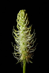 Spiked Rampion (Phyteuma spicatum). Inflorescence Closeup