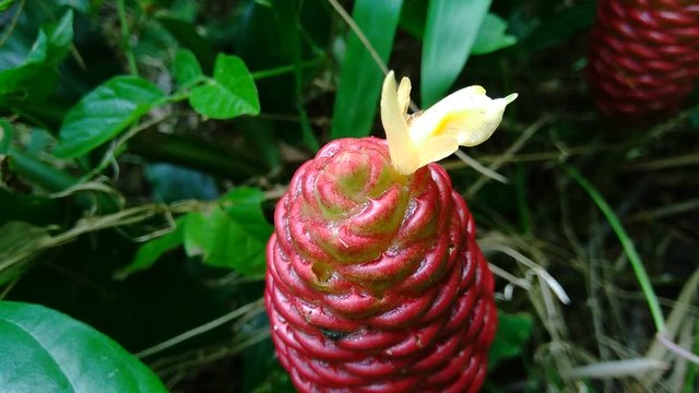 Bitter ginger (Zingiber zerumbet, shampoo ginger, pinecone ginger, awapuhi, lempuyang) is a species of plant in the ginger family. Sometime used as food flavoring and appetizers in various cuisines.
