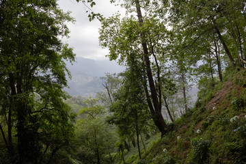 Trees in a forest landscape with blue sky on the parck. Hidalgo, México