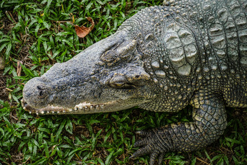 Close up head large crocodile or alligator focus head and eye top view crocodile.