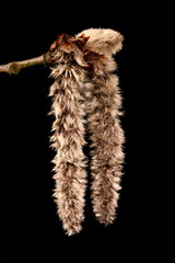 Aspen (Populus tremula). Inflorescence Closeup
