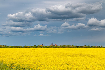 Greifswald in der Rapsblüte