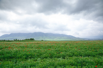 Fototapeta na wymiar Beautiful spring valley with green grass and blooming red poppies. Summer landscape. Tourism and travel. Kyrgyzstan