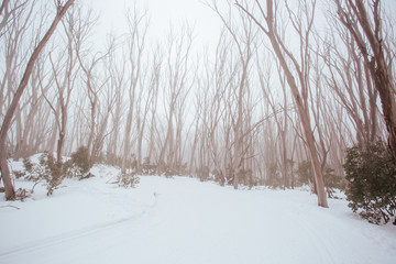 Lake Mountain Trails in Australia