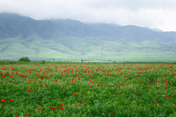 Beautiful spring valley with green grass and blooming red poppies. Summer landscape. Tourism and travel. Kyrgyzstan