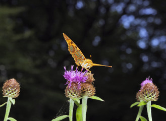 Petit Nacré sur une fleur 