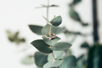 Schmuck auf Eukalyptus 