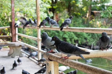 pigeon in the park on the hot summer day