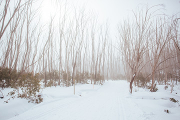 Lake Mountain Trails in Australia