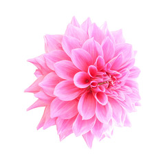 Pink dahlia flower isolated on white background