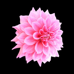 Pink dahlia flower isolated on black background
