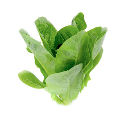Cos Lettuce isolated on white background