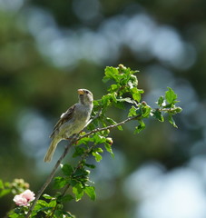 sparrow on a branch