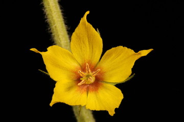 Dotted Loosestrife (Lysimachia punctata). Flower Closeup