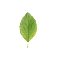 Fototapeta premium green leaves isolate on white background