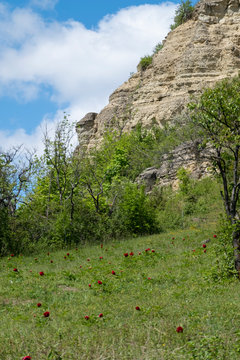 Zietschkuppe im Naturschutzgebiet Gleistalhänge bei Löberschütz