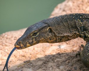 Monitor lizard (Varanus salvator) live in Lumpini park, Bangkok