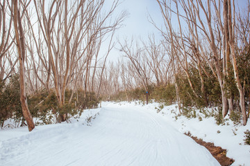 Lake Mountain Trails in Australia