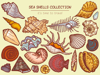 Sea shells collections icon, time to travel advertisement banner cartoon vector illustration. Explore ocean flora fauna, seaside wildlife. Tropical concept postcard paradise heavenly place.
