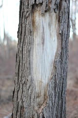 Fototapeta premium Heart in a Tree