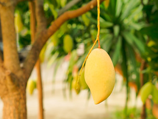 Ripe mangoes hanging on a tree in an organic mango farm.