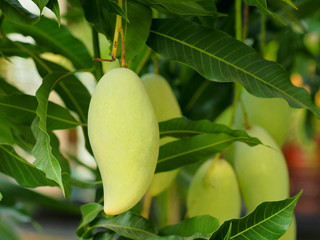 Green mangoes hanging on a tree in an organic mango farm.