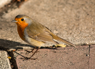 Robin in the garden