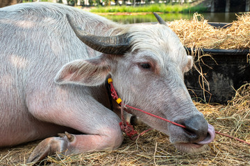 Thai buffalo. An Asian albino buffalo that is used as a pet and friendly to people.