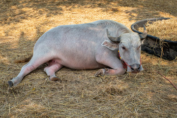 Thai buffalo. An Asian albino buffalo that is used as a pet and friendly to people.
