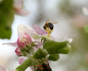 Bee picking pollen from apple flowers in a spring day. Flowering apple tree, macro photography