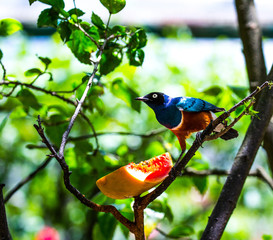 Fototapeta premium Superb starling, Kuala Lumpur Bird Park, Malaysia