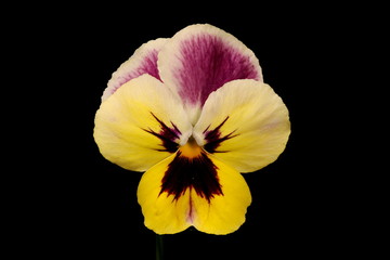 Garden Pansy (Viola x wittrockiana). Flower Closeup