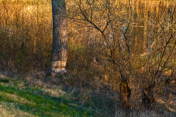 Traces of a beaver´s hard labour near Oberpöring, Isar, Bavaria, Germany