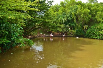 Fototapeta premium flamingo pond in the park