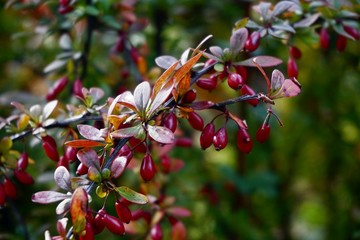 Obraz premium Barberry branch with red berries (Berberis vulgaris). Branch of autumn barberry bush with red leaves and berries