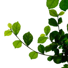 Naklejka na ściany i meble green tree leaf isolated on white background