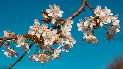 Beautiful spring blossoms near Landau, Isar, Bavaria, Germany