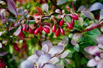 Fototapeta na wymiar Barberry branch with red berries (Berberis vulgaris). Branch of autumn barberry bush with red leaves and berries