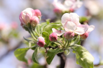 Tree branch with blooming apple flowers in a spring day, selective focus. Spring background, macro photography