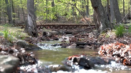 Mature couple with dog walking across a bridge over a river in a forest with the sun shining.