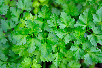 Fototapeta na wymiar Parsley leaves top view. Parsley plant twigs background. Green natural background, spices. Medicinal herbs growing in the garden.