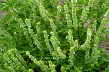 Flowering branches of green basil in the garden. Growing aromatic herbs and spices in your garden. Sprigs of flowering basil close-up.