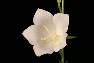Peach-Leaved Bellflower (Campanula persicifolia). Flower Closeup