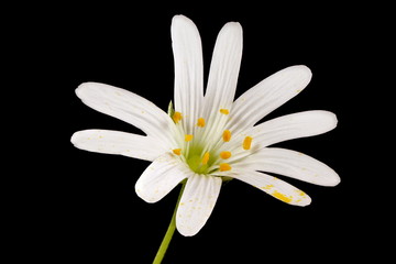 Greater Stitchwort (Stellaria holostea). Flower Closeup