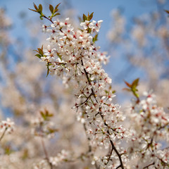 Spring, cherry blossoms, close-up