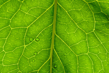 Fototapeta na wymiar Green leaf texture closeup. Floral abstract natural background. Plant vein on a leaf and water droplets after rain. Macro of horseradish leaf background. Phone Screensaver