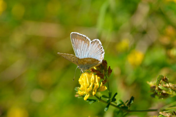 Silbergrüner Bläuling (Polyommatus coridon)	