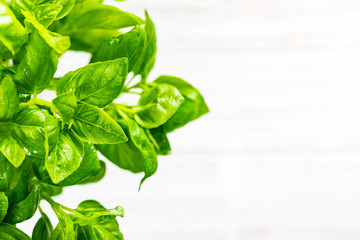 Sweet Green Basil on White Wooden Background. Macro with shallow dof. Selective focus.