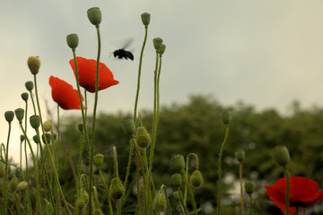 red poppy flowers with bee,field, flower, red, nature, insect,flora, beauty, wild,green, poppies, grass,