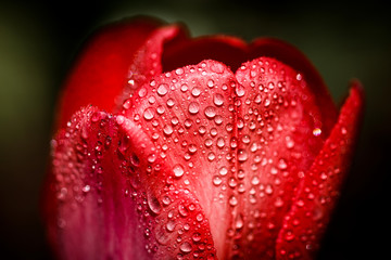 Background of a red flower in water drops